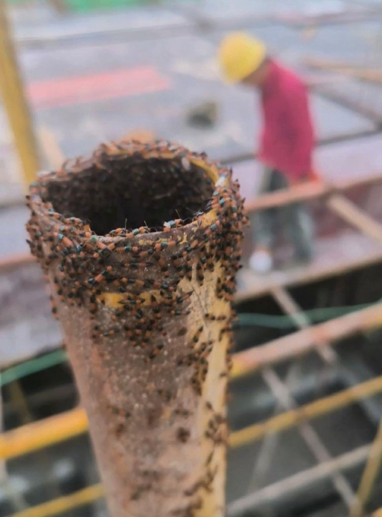 河南多地现“行走的硫酸”：4岁女童沾上它 脖子溃烂20余天未痊愈