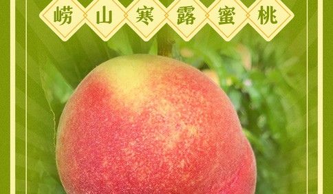 这里是青岛｜寒露至，青岛甜！秋日，一起寻味岛城水果盛宴