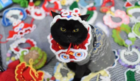 青岛故事｜情绪稳定、现场试装，市民游客纷纷打卡！青岛一只“猫模”火了……