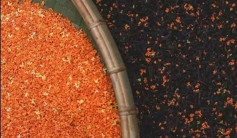 这里是青岛｜留住桂花最香时，崂山桂花茶热卖