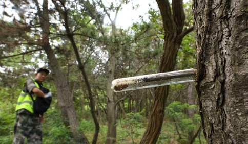 这里是青岛丨生物灭虫，青岛数十年间砥砺前行