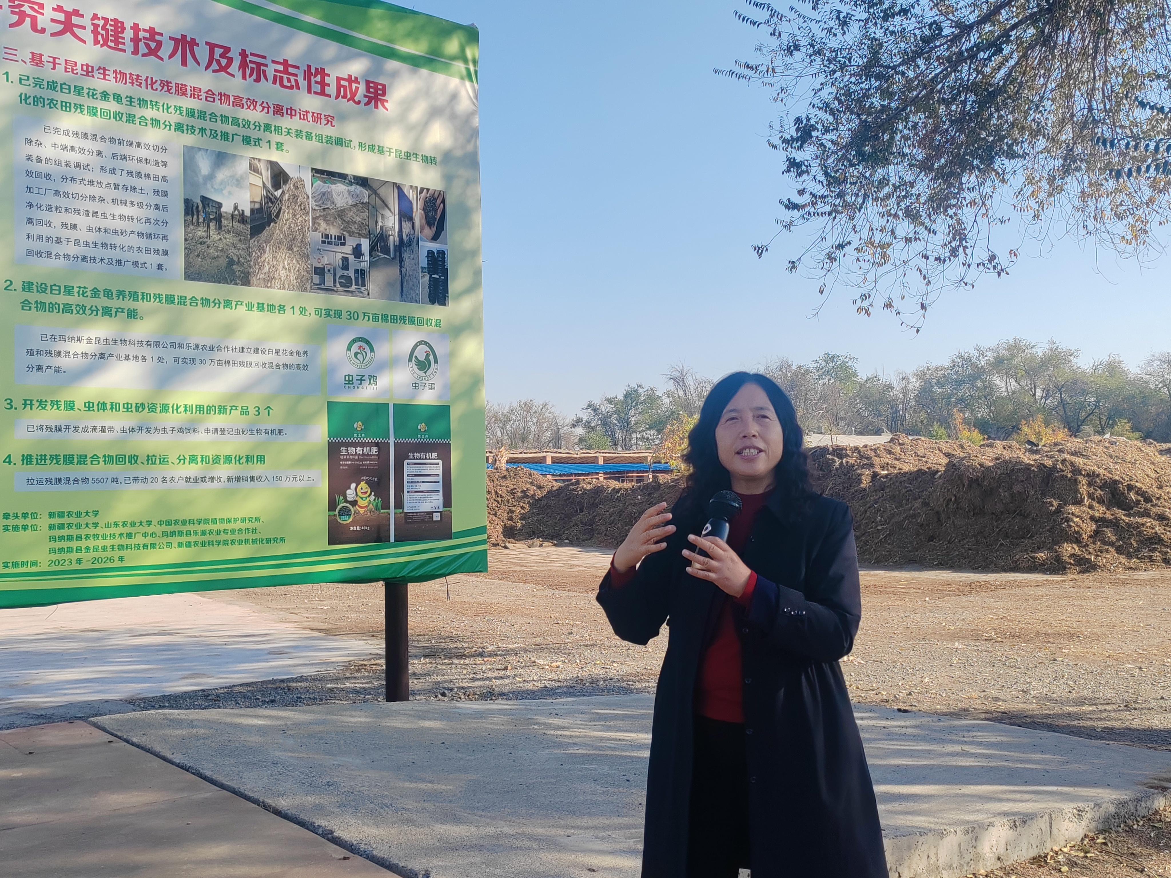 昆虫助力残膜回收混合物高效分离