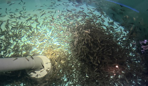 青岛故事｜雌转“雄”，抓住三文鱼的“芯”
