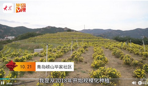 青岛故事 | 到崂山“犯花吃”！95后小伙种植百亩可鲜食菊花，最高日入万元