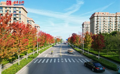 秋日限定！诸城枫香路景观上线 三色枫叶扮靓城市...