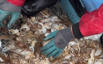 青岛胶州湾钓八带高峰期来了，有市民8小时收获30...