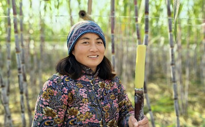 甘蔗北方试种成功，皮薄徒手就能扒！平度一家庭农...