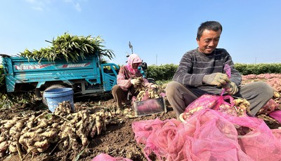 青岛故事丨霜降之后的农田里，活跃着姜农身影！亩产万斤以上，大姜丰收收获忙