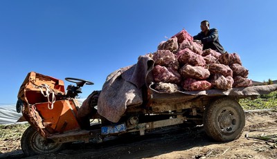 青岛故事丨姜农老赵的“储姜账本”：租地井、入冷库，盼来年