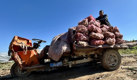 青岛故事丨姜农老赵的“储姜账本”：租地井、入冷库，盼来年