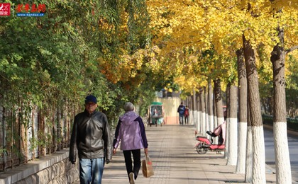 诸城和平街银杏披“金甲” 城市主干道成秋日打卡...