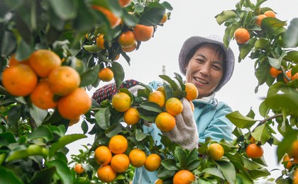 秋日“丰”景好