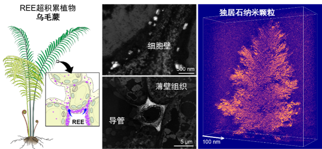 我国科学家首次在蕨类植物中发现稀土成矿现象