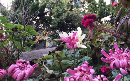 你见过一花两色的菊花吗?看这里!