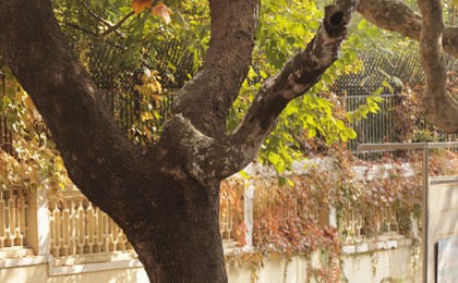 青岛:初冬“扫叶人”