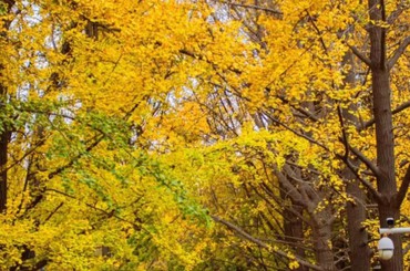 落葉緩掃，留住秋日詩意