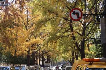 避開“人從眾”，在老城區(qū)“杏”會(huì)滿目金黃