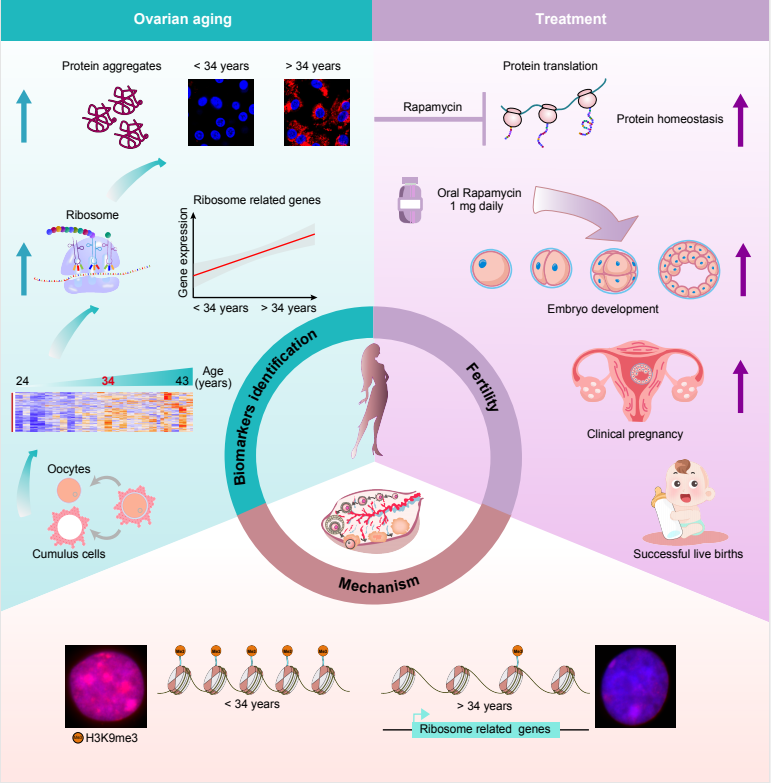 我国科学家发现治疗不孕新靶点