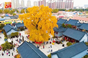 法海寺古銀杏樹披上“黃金甲”