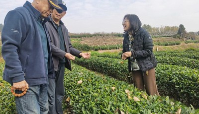 青岛故事｜从建筑图纸到茶山画卷！她用一杯茶，再造“崂山味道”