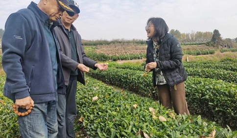 青岛故事｜从建筑图纸到茶山画卷！她用一杯茶，再造“崂山味道”