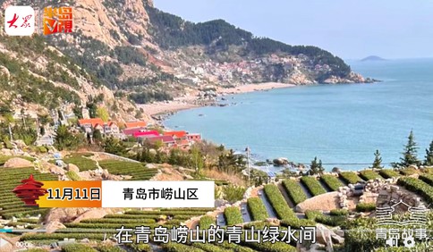 青岛故事丨崂山云雾里的茶乡答卷！从设计桌到茶园，追茶人张丽娜的初心与振兴路