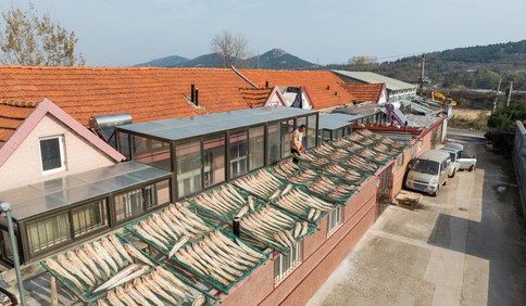 青岛故事｜初冬时节屋顶飘鲜，晒鱼村里晒鱼忙！