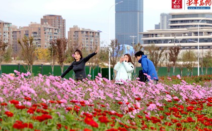 日照碳汇花海：藏在市区的初冬浪漫