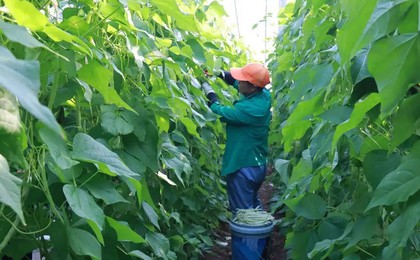 诸城“青岛菜园子”里的芸豆丰收，片区蔬菜产业提...