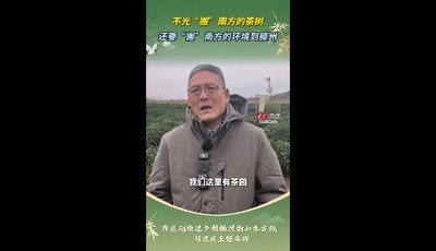 乡村振兴看片区丨不光“搬”南方的茶树，还要“搬”南方的环境到滕州