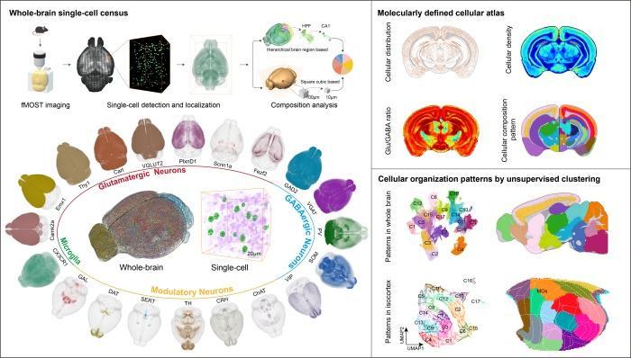 我国研究团队研发全脑细胞解析平台 首绘小鼠20种关键细胞全脑三维分布图