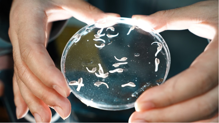 我国首批全人工繁育子三代中华鲟诞生