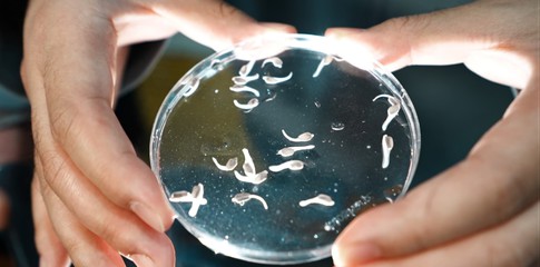 我国首批全人工繁育子三代中华鲟诞生