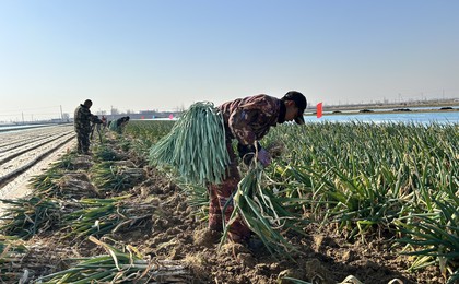“一棵1斤重”！平度大葱成“香饽饽”，高品质引...