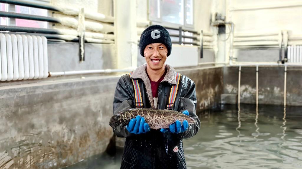 鱼儿“瘦身”身价更高  吊水养鱼技术在新疆试验成功