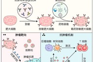 肥大细胞靶向递药  借过敏反应围攻肿瘤