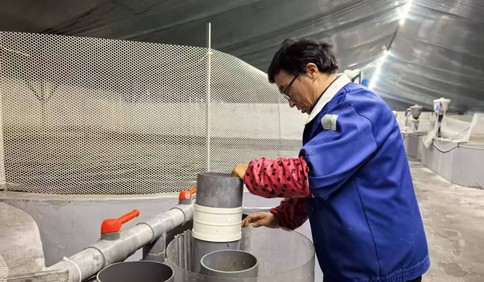 青岛故事｜莱西三文鱼“出海”！一年14万斤，海上接力养殖半年后上市