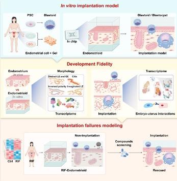 3D子宫胚胎植入模拟芯片破解胚胎反复种植失败难题