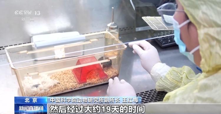 “航天小鼠”和地面小鼠行为有啥差异？总台记者现场探访