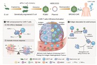 细菌囊泡赋能CAR-T：哈医大实体瘤免疫治疗研究取得新进展