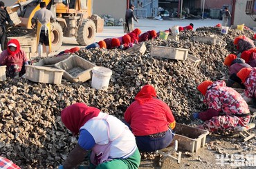 红岛海蛎子丰收，单日上岸量15万斤