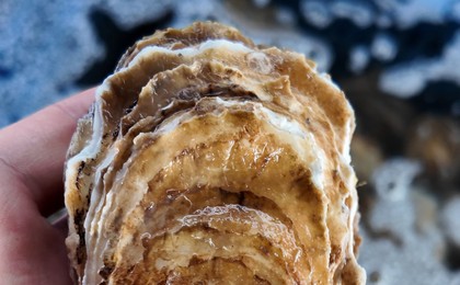 红岛海蛎子丰收 单日上岸量15万斤