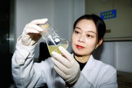 青岛农大研发“马铃薯疫苗”打赢田间病毒保卫战