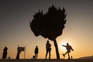 网红树下拍照，打卡最美夕阳