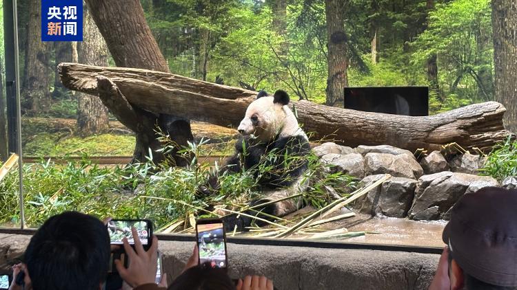 最后一天“打卡上班”，旅日大熊猫将返回中国