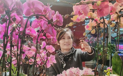 一年最旺季,又是花海时!年宵花迎来销售最旺季
