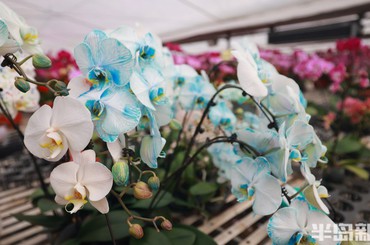 青岛蝴蝶兰迎来销售旺季