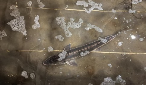 青岛故事｜长度近1米，重达13斤！青岛渔民捕上一条“怪鱼”，疑似中华鲟