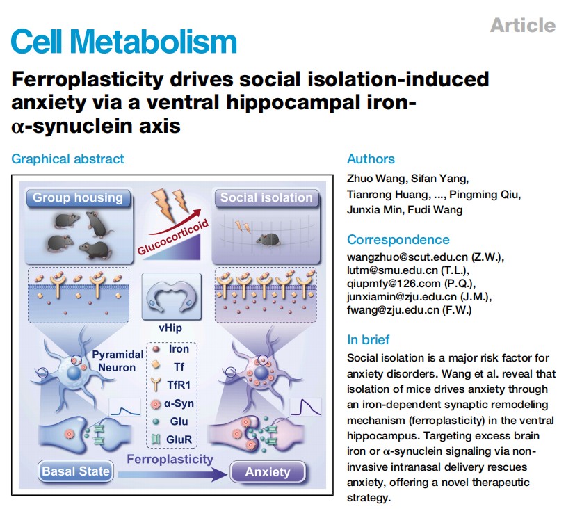 我国科学家解开“孤独伤脑”的长久谜题