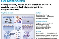 我国科学家解开“孤独伤脑”的长久谜题